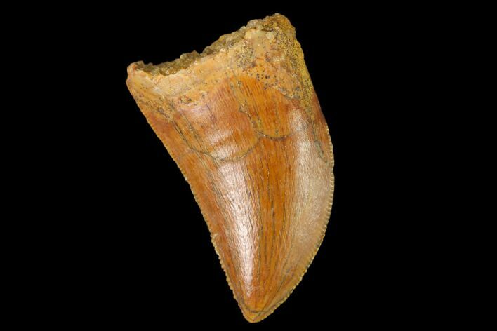 Serrated, Juvenile Carcharodontosaurus Tooth - Morocco #134984